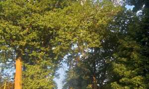 IMG-20210815-WA0023